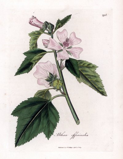 Marshmallow officinale o malvavisco silvestre o morado blanco, Althaea officinalis. Grabado en cobre coloreado a mano a partir de una ilustración botánica de James Sowerby de "Botánica Médica" de William Woodville y Sir William Jackson Hooker, John Bohn, L de James Sowerby