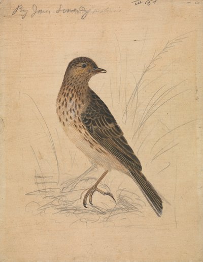 Bisbita de los prados de James Sowerby