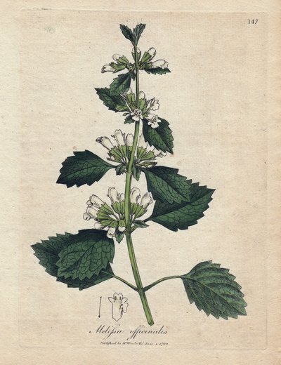Melisse officinale (Melissa officinalis). Grabado en cobre coloreado a mano a partir de una ilustración de James Sowerby. Extracto del libro de William Woodville y Sir William Jackson Hooker "Botanique medicinale" 1832. El incansable Sowerby (1757-1822) di de James Sowerby