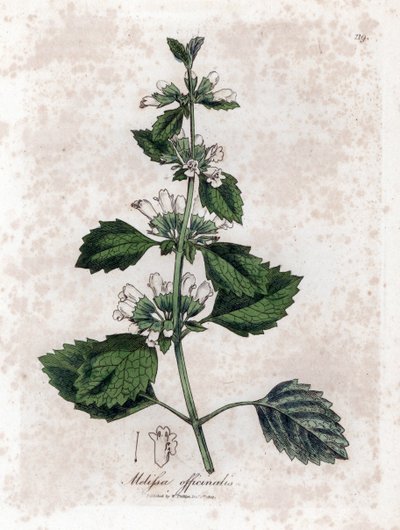Melisse officinale o melisa - Melisa común, Melissa officinalis. Grabado en cobre coloreado a mano a partir de una ilustración botánica de James Sowerby extraída de "Medical Botany" de William Woodville y Sir William Jackson Hooker, John Bohn, Londres. de James Sowerby