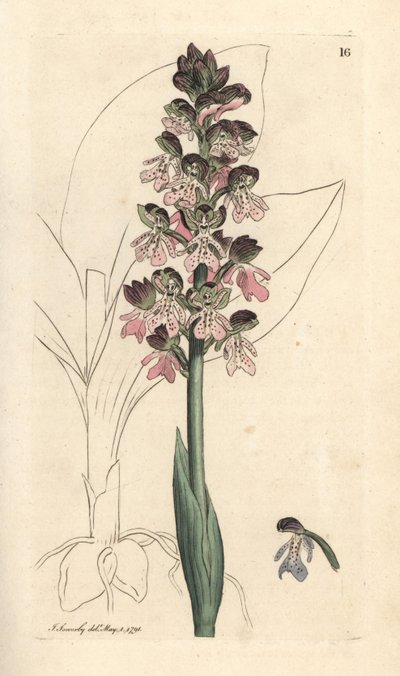 Orchis militaris, Orchis militaris (Orchis guerrera) Grabado en cobre coloreado a mano según una ilustración de James Sowerby de James Smith