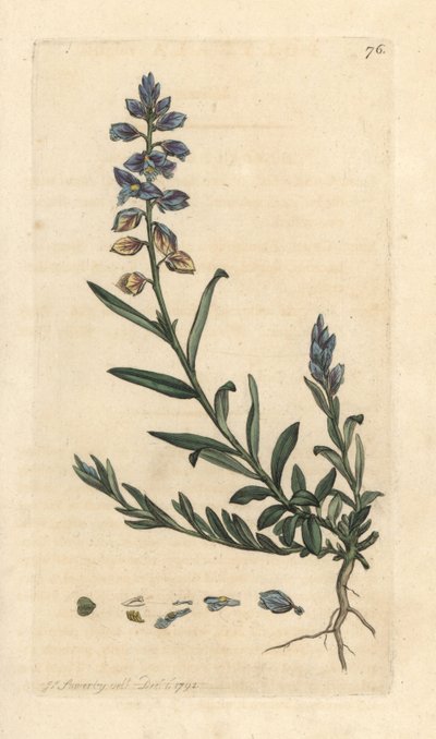 Milkwort, Polygala vulgaris Grabado en cobre coloreado a mano según una ilustración de James Sowerby de James Smith