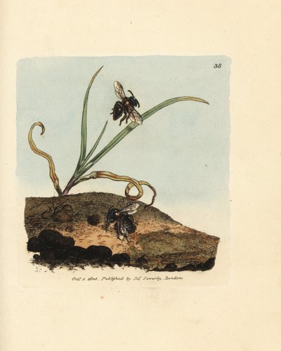 Abeja minera, Andrena nigroaenea (Melitta nigro-aenea). Grabado en cobre coloreado a mano por James Sowerby de The British Miscellany, or Coloured figures of new, rare, or little known animal subjects. de James Sowerby