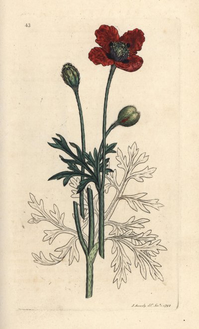 Amapola mestiza o amapola redonda, Papaver hybridum. Grabado en cobre coloreado a mano según una ilustración de James Sowerby de James Smith