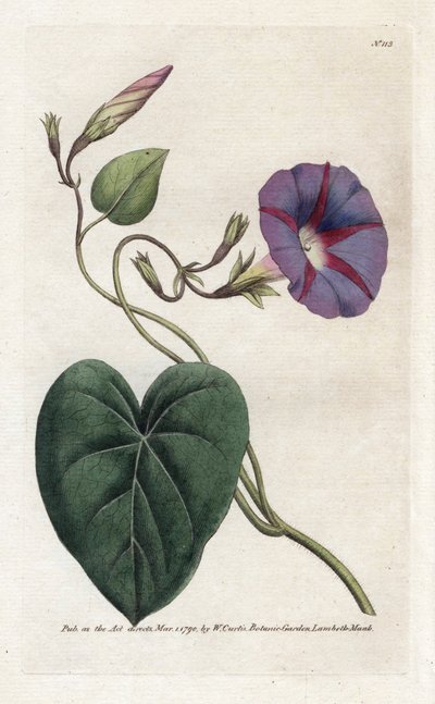 Morning Glory o Ipomee - Litografía de James Sowerby (1757-1822), de William Curtis
