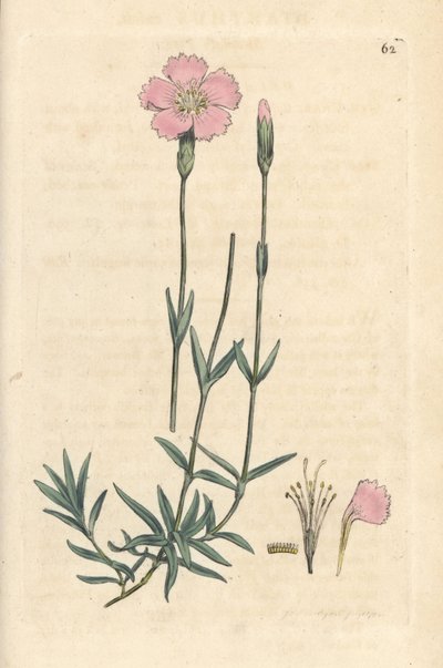 Rosa de montaña, Dianthus caesius. Grabado en cobre coloreado a mano según una ilustración de James Sowerby de James Smith