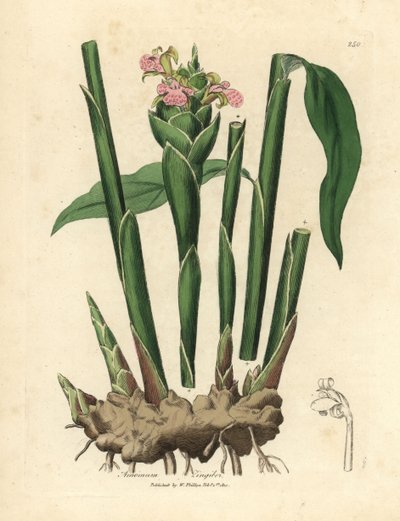 Jengibre de hoja estrecha, Zingiber officinale de James Sowerby