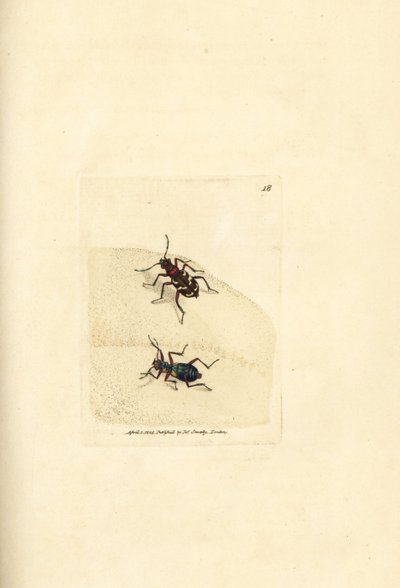 Cicindela hybrida, escarabajo tigre de las dunas. Grabado en cobre coloreado a mano por James Sowerby de The British Miscellany, or Coloured figures of new, rare, or little known animal subjects. de James Sowerby