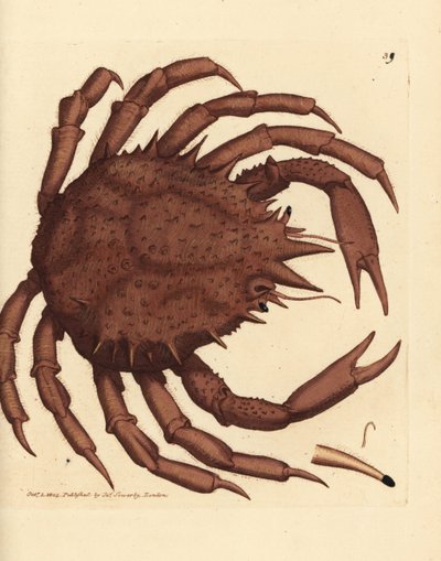 Cangrejo real de Noruega o cangrejo de piedra del norte, Lithodes maja. Grabado en cobre coloreado a mano por James Sowerby de The British Miscellany, or Coloured figures of new, rare, or little known animal subjects. de James Sowerby
