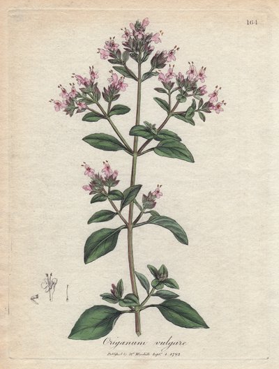 Orégano. Grabado en cobre coloreado a mano a partir de un dibujo de James Sowerby (1757-1822), en Botanique Medicinale de James Sowerby