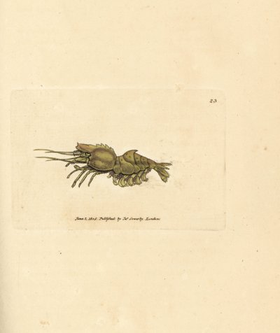 Camarón loro, Spirontocaris spinus (Spine backed shrimp; Cancer spinus). Grabado en cobre coloreado a mano por James Sowerby de The British Miscellany, or Coloured figures of new, rare, or little known animal subjects. de James Sowerby