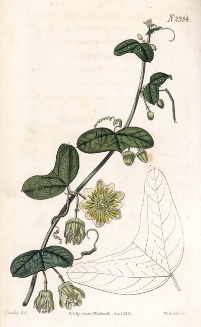 Variedad de pasiflora - Passiflora biflora (Passiflora lunata). Grabado en cobre coloreado a mano por Weddell a partir de una ilustración de James Sowerby del "Botanical Magazine" de Samuel Curtis, Londres. de James Sowerby