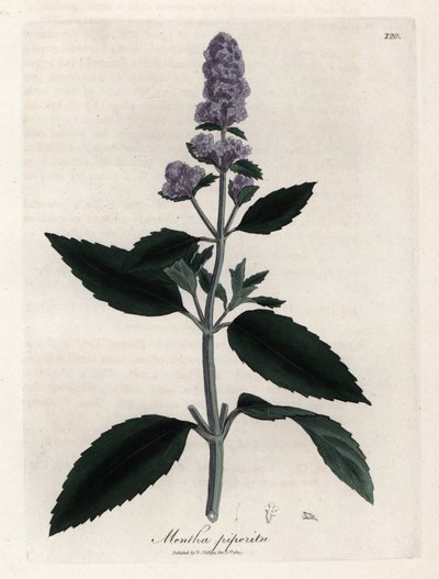Menta piperita. Grabado en cobre coloreado a mano a partir de un dibujo de James Sowerby (1757-1822), en Botanique Medicinale de James Sowerby