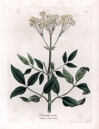 Clemátide perenne - Enramada de la virgen erguida, Clematis recta. Grabado en cobre coloreado a mano de una ilustración botánica de James Sowerby extraída de la obra de William Woodville y Sir William Jackson Hooker "Medical Botany", John Bohn, Londres. de James Sowerby