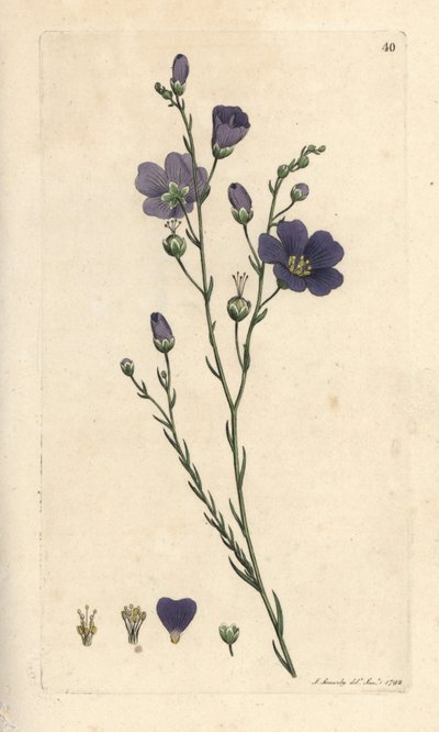 Perennial flax, Linum perenne (lino perenne) Grabado en cobre coloreado a mano según una ilustración de James Sowerby de James Smith