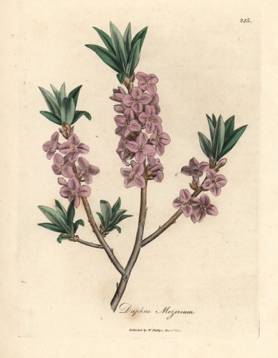 Mezereon de flor rosa, Daphne mezereum de James Sowerby