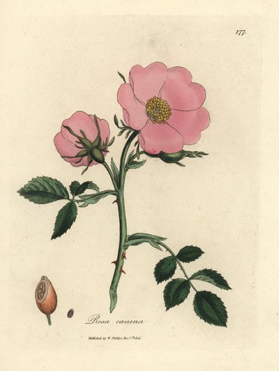 Rosa canina rosa con escaramujo, Rosa canina de James Sowerby