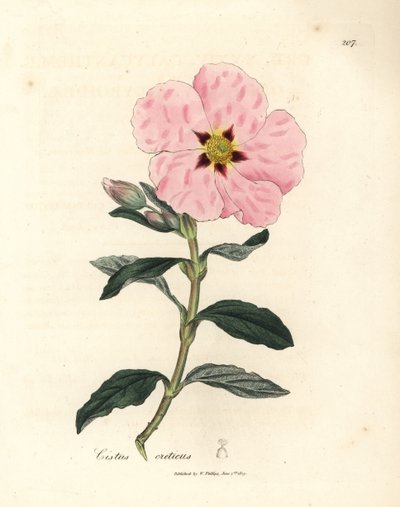 Cistus cretense de flor rosa, Cistus creticus de James Sowerby