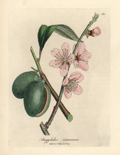 Almendro de flor rosa, Amygdalus communis de James Sowerby