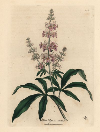Árbol casto de flor rosa, Vitex agnus castus de James Sowerby
