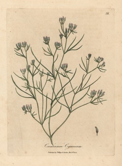 Comino de flor rosa, Cuminum cyminum de James Sowerby