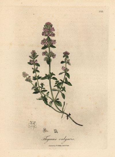 Tomillo de jardín de flor rosa, Thymus vulgaris de James Sowerby
