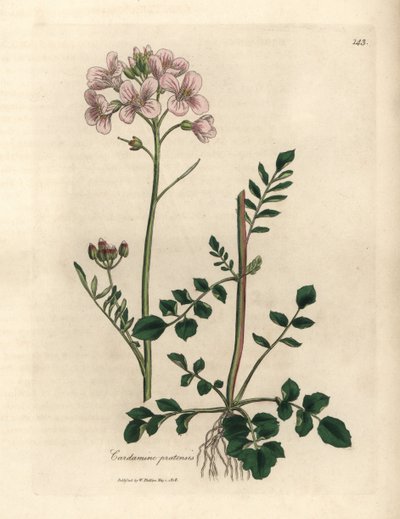 Cardamine pratensis, flor de cuclillo o flor de damas de color rosa de James Sowerby