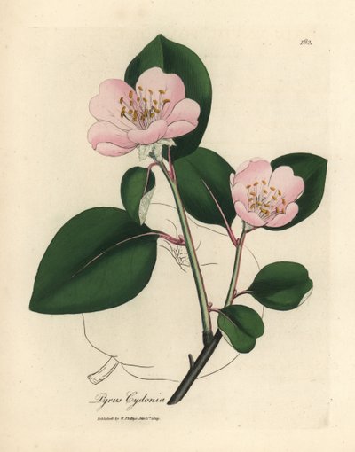 Membrillero de flor rosa, Pyrus cydonia de James Sowerby