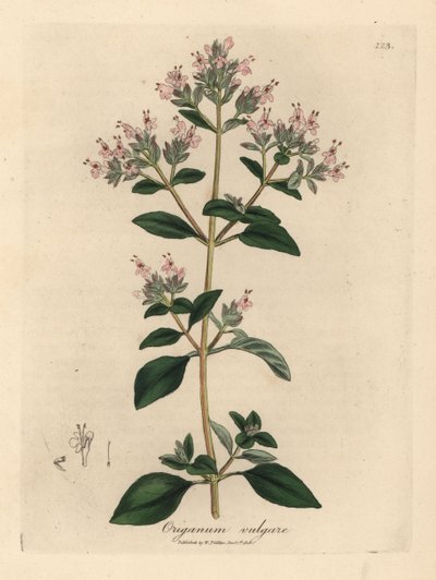 Mejorana silvestre de flor rosa, Origanum vulgare de James Sowerby