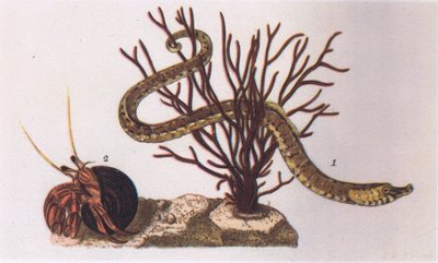 Pez Pipa y Cangrejo Ermitaño, Naturaleza en Gran Bretaña publicada por Collins, 1946 de James Sowerby