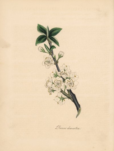 Ciruelo - Ciruelo común, Prunus domestica. Tomado de una ilustración de James Sowerby de la "Botánica Médica" de William Woodville. Zincografía coloreada a mano de C. Chabot dibujada por Miss M. A. Burnett de su "Plantae Utiliores: or Illustrations of Usef de James Sowerby