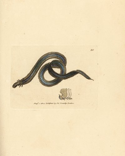 Gusano poliqueto, Phyllodoce lamelligera (Nereis lamelligera). Grabado en cobre coloreado a mano por James Sowerby de The British Miscellany, or Coloured figures of new, rare, or little known animal subjects. de James Sowerby