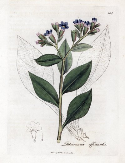 Pulmonaria officinale - Lungwort, Pulmonia officinalis. Grabado en cobre coloreado a mano de una ilustración botánica de James Sowerby extraída de "Medical Botany" de William Woodville y Sir William Jackson Hooker, John Bohn, Londres. de James Sowerby