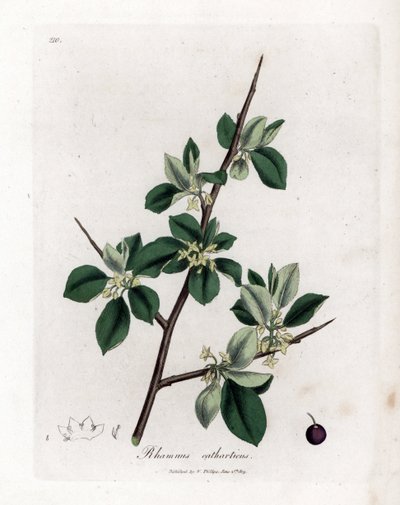 Espino cerval purgante o catártico - Purging buckthorn, Rhamnus catharticus. Grabado en cobre coloreado a mano de una ilustración botánica de James Sowerby de "Medical Botany" de William Woodville y Sir William Jackson Hooker, John Bohn, Londres. de James Sowerby
