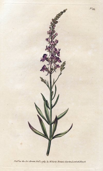 Purple Linar - Litografía de James Sowerby (1757-1822), de la revista Botanical Magazine de William Curtis (1746-1799) de James Sowerby