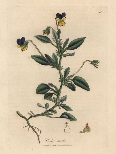 Pensamiento púrpura y amarillo, Viola tricolor de James Sowerby