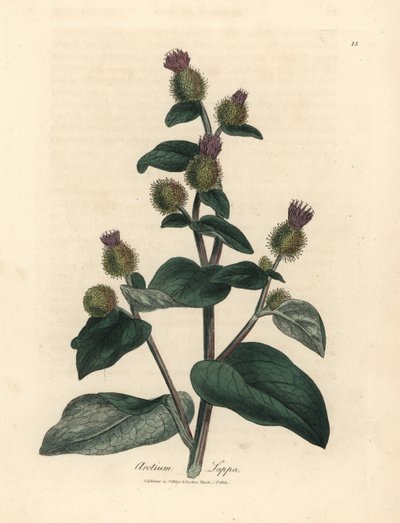 Bardana de flor púrpura, Arctium lappa de James Sowerby