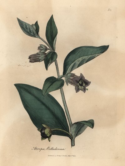 Belladona de flor púrpura, Atropa belladonna de James Sowerby