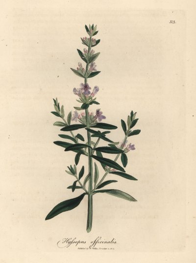 Hisopo de flor morada, Hyssopus officinalis de James Sowerby