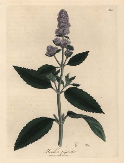 Menta piperita, Mentha piperita de James Sowerby