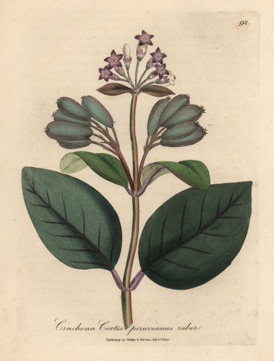 Árbol de corteza roja del Perú, Cinchona cortex peruvianus ruber, de flores púrpuras de James Sowerby