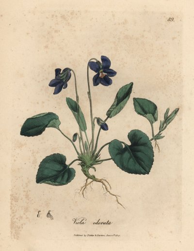 Violeta dulce de flor morada, Viola odorata de James Sowerby