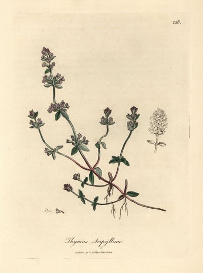 Tomillo silvestre de flor morada, Thymus serpyllum de James Sowerby