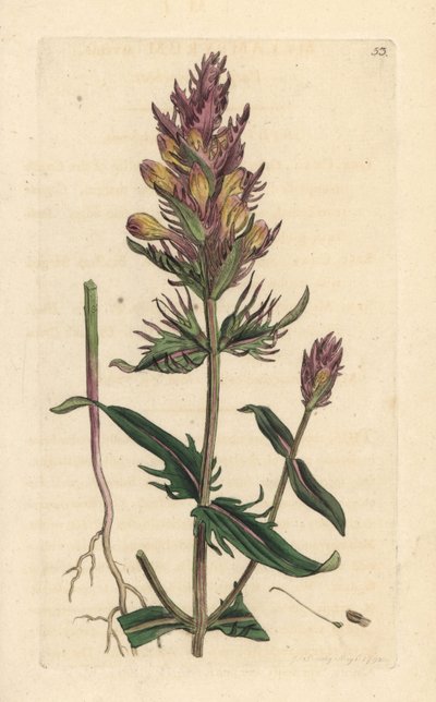 Purple or field cowwheat, Melampyrum arvense Grabado en cobre coloreado a mano según una ilustración de James Sowerby de James Smith