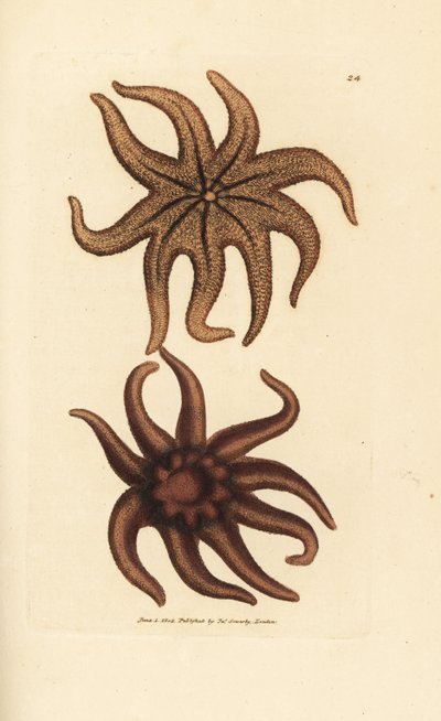 Estrella solar púrpura, Solaster endeca (Estrella de mar de nueve rayos, Asterias endeca). Grabado en cobre coloreado a mano por James Sowerby de The British Miscellany, or Coloured figures of new, rare, or little known animal subjects. de James Sowerby