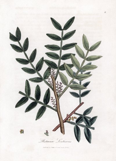 Putty tree or lentiscus pistachio - Árbol de la masilla, Pistacia lentiscus. Grabado en cobre coloreado a mano a partir de una ilustración botánica de James Sowerby de "Botánica Médica" de William Woodville y Sir William Jackson Hooker, John Bohn, Londres. de James Sowerby