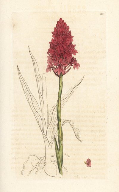 Orquídea piramidal, Anacamptis pyramidalis (Pyramidal orchis, Orchis pyramidalis). Grabado en cobre coloreado a mano según una ilustración de James Sowerby de James Smith