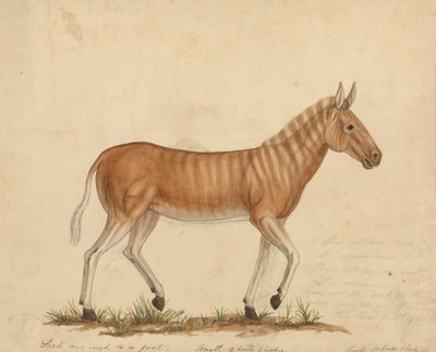 Cebra Quagga de James Sowerby