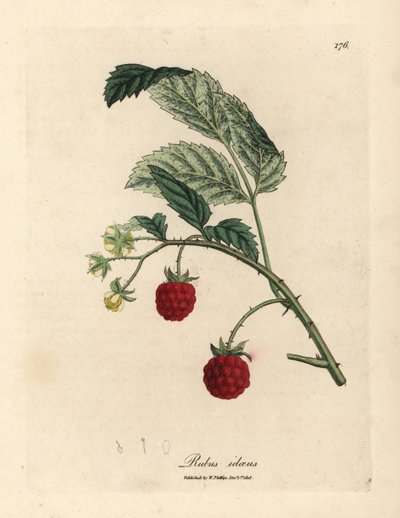 Arbusto de frambuesas con frutos maduros y flores amarillas, Rubus idaeus de James Sowerby