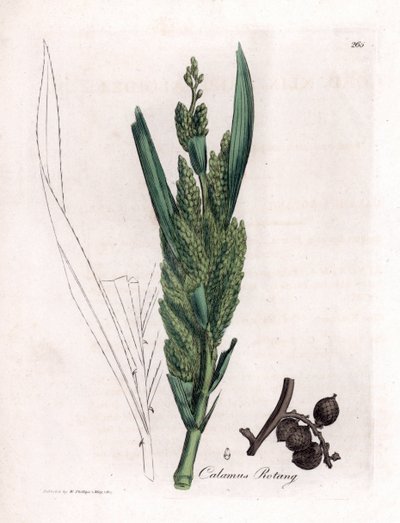 Palmera de ratán - Caña rotang, Calamus rotang. Grabado en cobre coloreado a mano a partir de una ilustración botánica de James Sowerby extraída de "Medical Botany" de William Woodville y Sir William Jackson Hooker, John Bohn, Londres. de James Sowerby